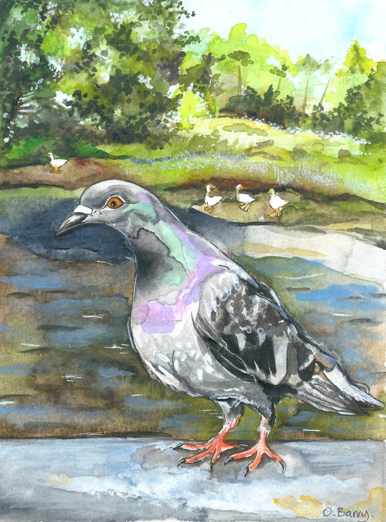 Day 14 'Some Bird in Ennis' framed